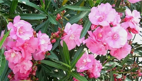 在公園經(jīng)常能見到的花卉