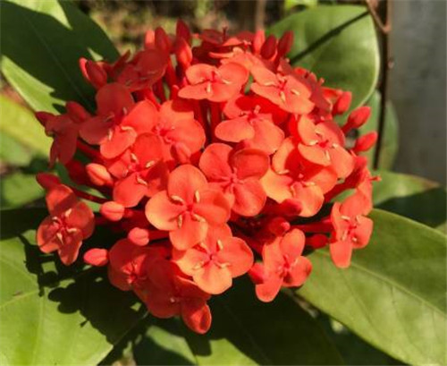 在公園經常能見到的花卉