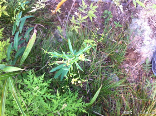 植物也會像動物一樣爭奪地盤以維持生存？