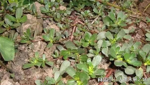 植物也會像動物一樣爭奪地盤以維持生存？