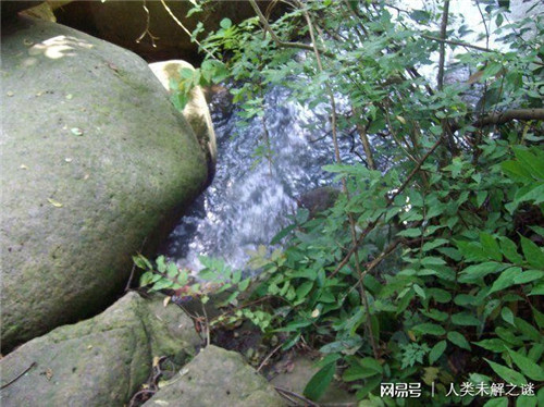 植物也會像動物一樣爭奪地盤以維持生存？