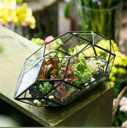 植物美學中的微景觀玻璃花房