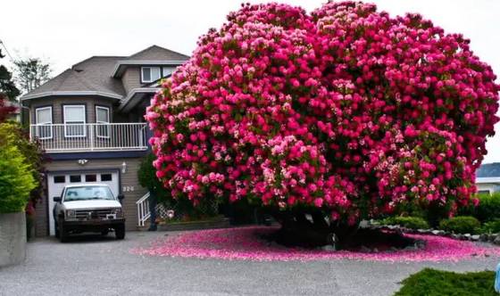 全球最美的17棵樹