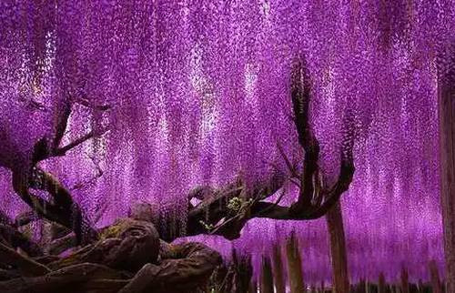 全球最美的17棵樹