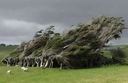 全球最美的17棵樹