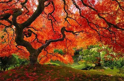 全球最美的17棵樹