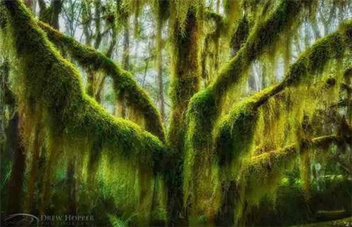 全球最美的17棵樹