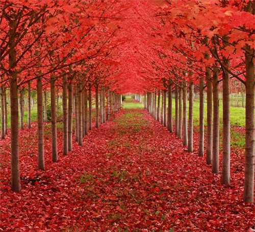 全球最美的17棵樹