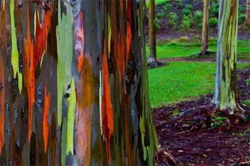 全球最美的17棵樹