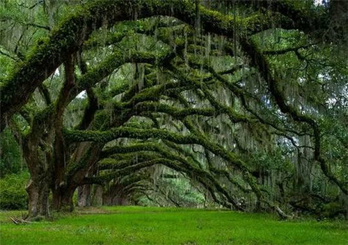 全球最美的17棵樹