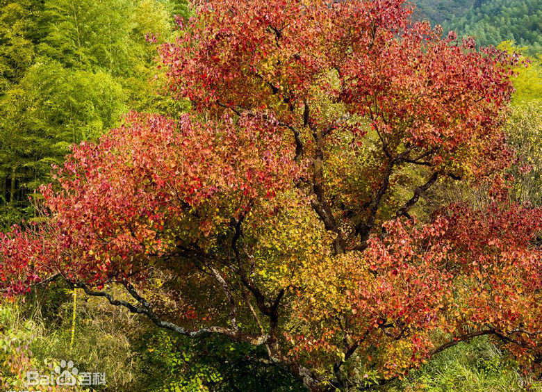 烏桕繁育與栽培技術