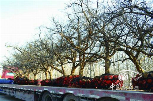 北京副中心建設拉動苗市升級