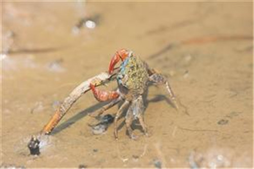 海口三江濕地：自然賦予動植物的傳奇