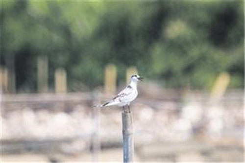 海口三江濕地：自然賦予動植物的傳奇