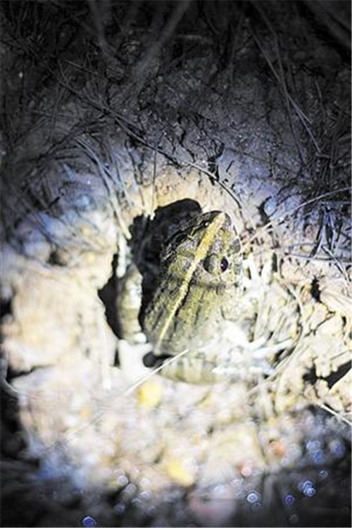 海口三江濕地：自然賦予動植物的傳奇