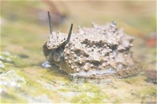 海口三江濕地：自然賦予動植物的傳奇