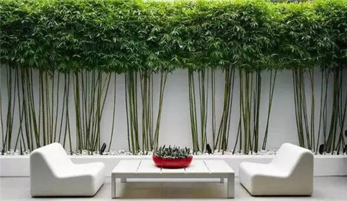 日式園林中樹的氣場