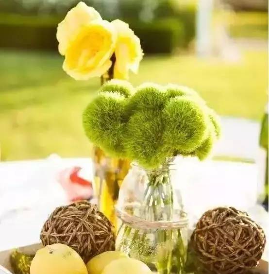 放上這些綠植,讓整個家清新又活力