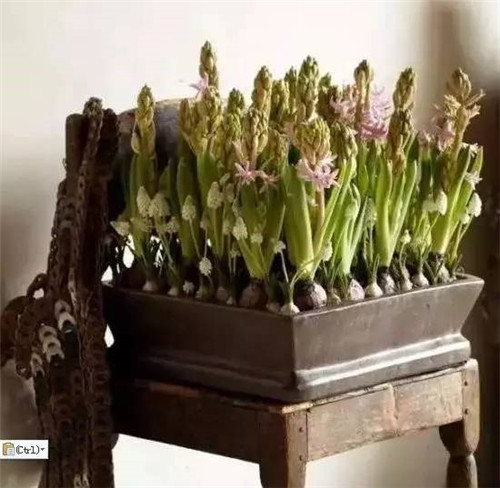 放上這些綠植,讓整個家清新又活力