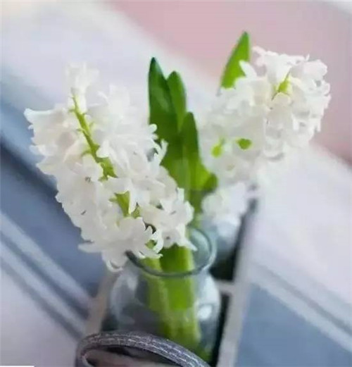 放上這些綠植,讓整個家清新又活力