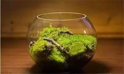 放上這些綠植,讓整個家清新又活力