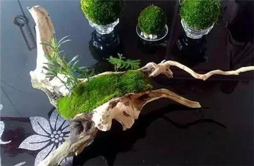 放上這些綠植,讓整個家清新又活力