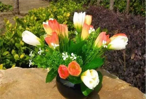 放上這些綠植，讓整個家清新又活力