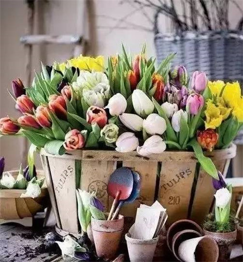 放上這些綠植,讓整個家清新又活力