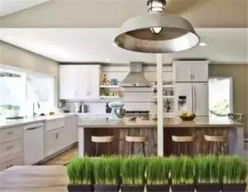 放上這些綠植,讓整個家清新又活力