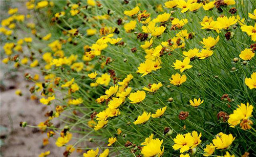 美麗的園林花鏡常用植物