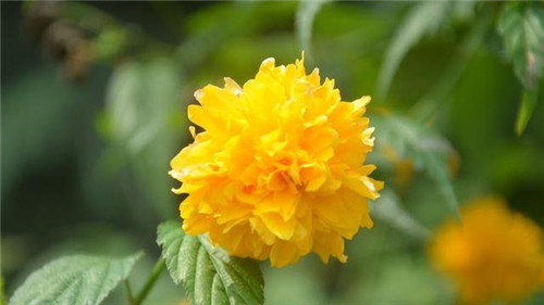 美麗的園林花鏡常用植物