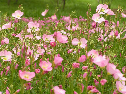 美麗的園林花鏡常用植物
