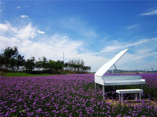 美麗的園林花鏡常用植物