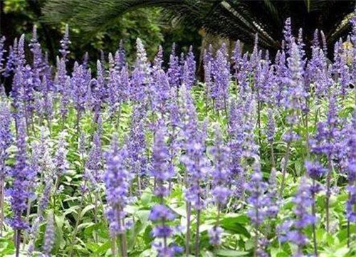 美麗的園林花鏡常用植物