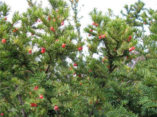 原來云南一直養著那么多“珍稀植物”