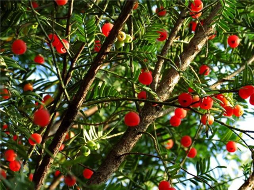 原來云南一直養著那么多“珍稀植物”