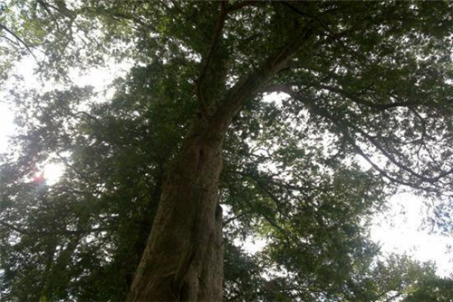 原來云南一直養著那么多“珍稀植物”