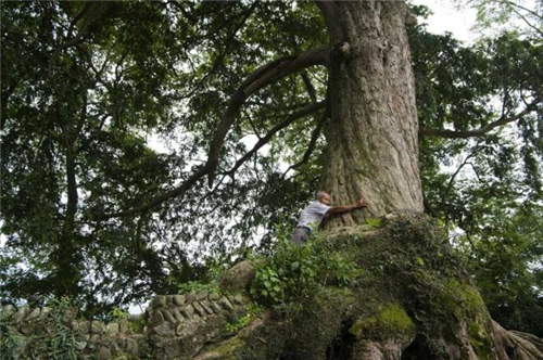 原來云南一直養著那么多“珍稀植物”