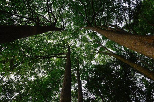 原來云南一直養著那么多“珍稀植物”