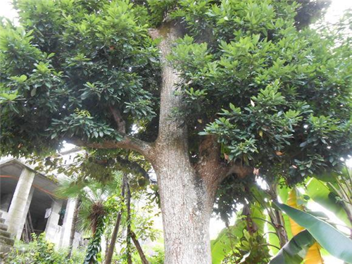 原來云南一直養著那么多“珍稀植物”