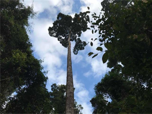 原來云南一直養著那么多“珍稀植物”