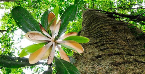 原來云南一直養著那么多“珍稀植物”