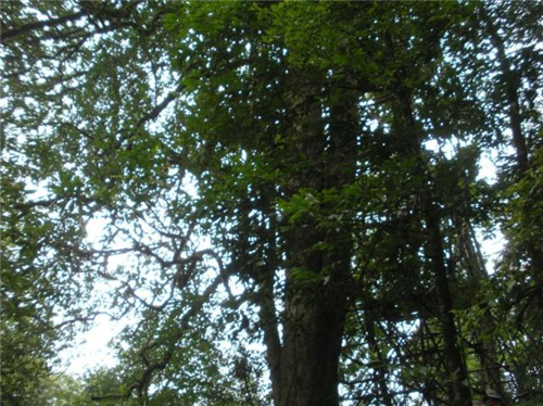 原來云南一直養著那么多“珍稀植物”