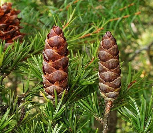 原來云南一直養著那么多“珍稀植物”