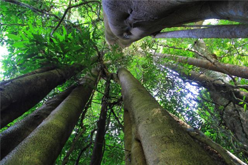 原來云南一直養著那么多“珍稀植物”
