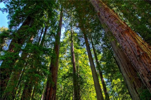 原來云南一直養著那么多“珍稀植物”