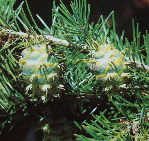 原來云南一直養著那么多“珍稀植物”