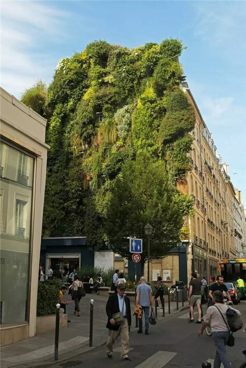從雨林崖壁到城市綠洲 盧浮宮旁的垂直花園