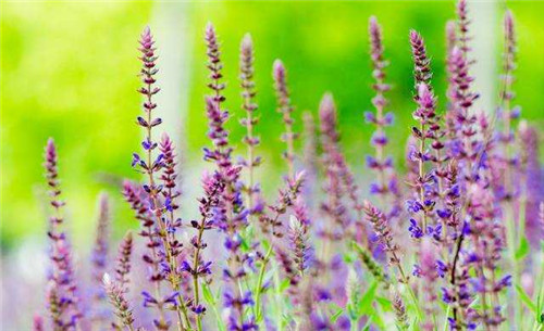 洪澤湖濕地千屈菜花驚艷綻放