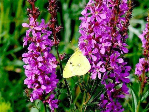 洪澤湖濕地千屈菜花驚艷綻放